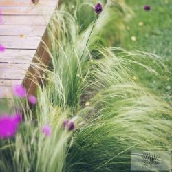  Stipa tenuissima 'Pony Tales' - árvalányhaj