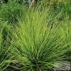 Sesleria autumnalis - őszi nyúlfarkfű