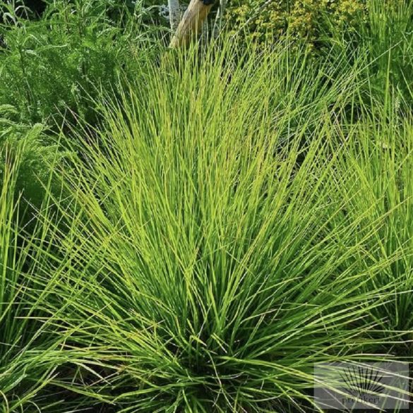 Sesleria autumnalis - őszi nyúlfarkfű