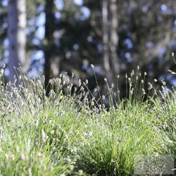 Sesleria nitida - olasz nyúlfarkfű