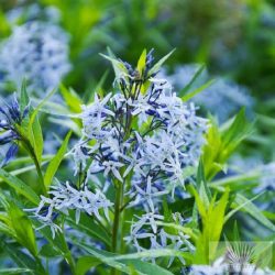Amsonia tabernaemontana - széleslevelű csillagmeténg
