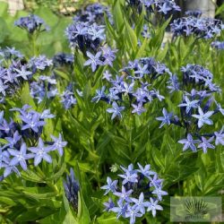 Amsonia 'Blue Ice' - csillagmeténg