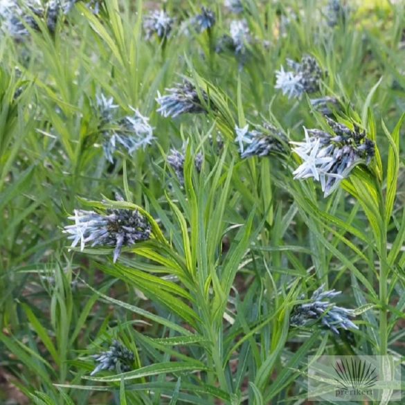 Amsonia 'Ernst Pagels' - csillagmeténg