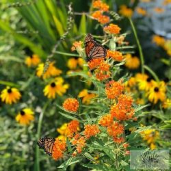 Asclepias tuberosa - gumós selyemkóró