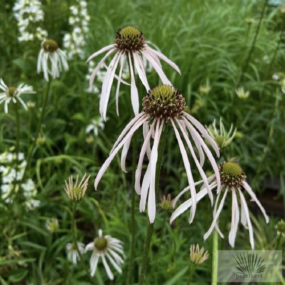 Echinacea pallida 'Hula Dancer' - halvány kasvirág
