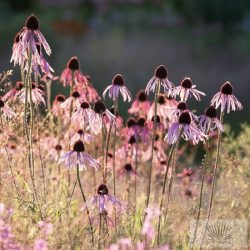 Echinacea pallida - halvány kasvirág