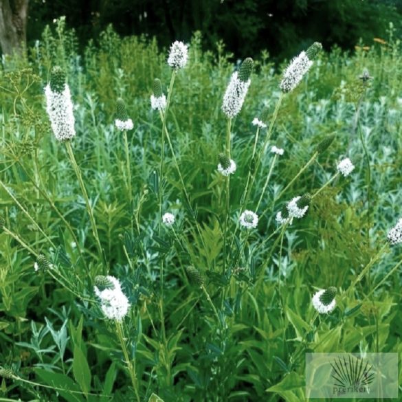 Dalea candida -fehér préri lóhere