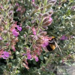Teucrium x lucidrys - hibrid gamandor