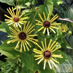 Rudbeckia subtomentosa 'Little Henry' - kúpvirág